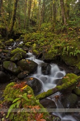 Leaves on Moss Creek.jpg